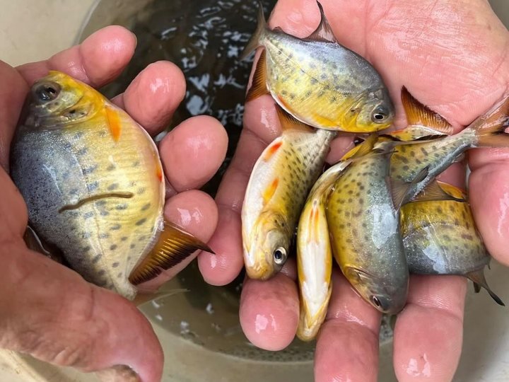 Pacu